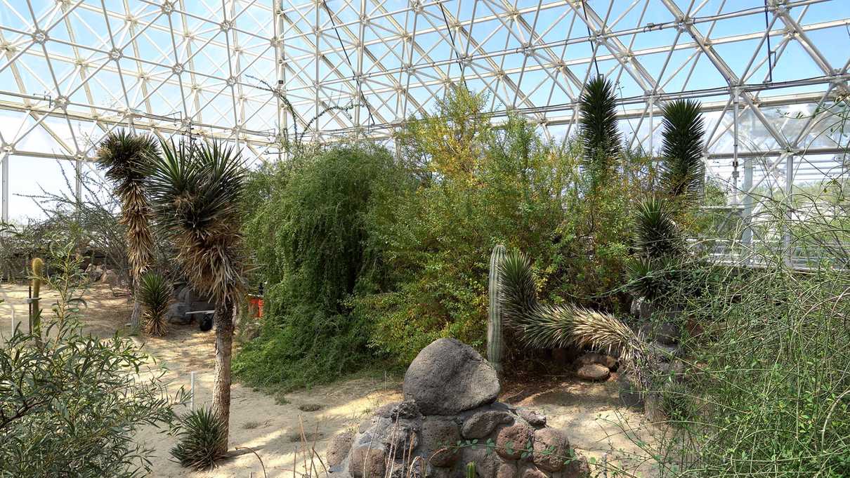 Desert plants inside glass pyramid
