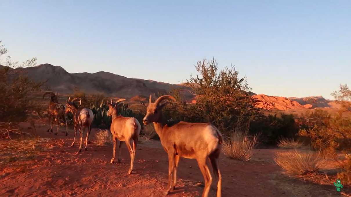 Big Horn sheep at the Visitor Center parking lot