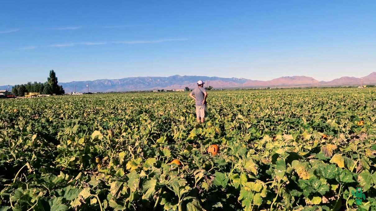 A view of the expansive pumpkin patch at Apple Annie's Produce