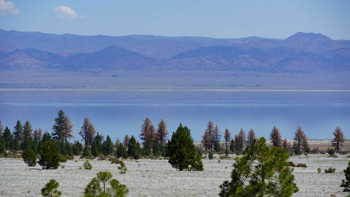 Mountain range and a lake in the background with pine trees along shoreline in foreground