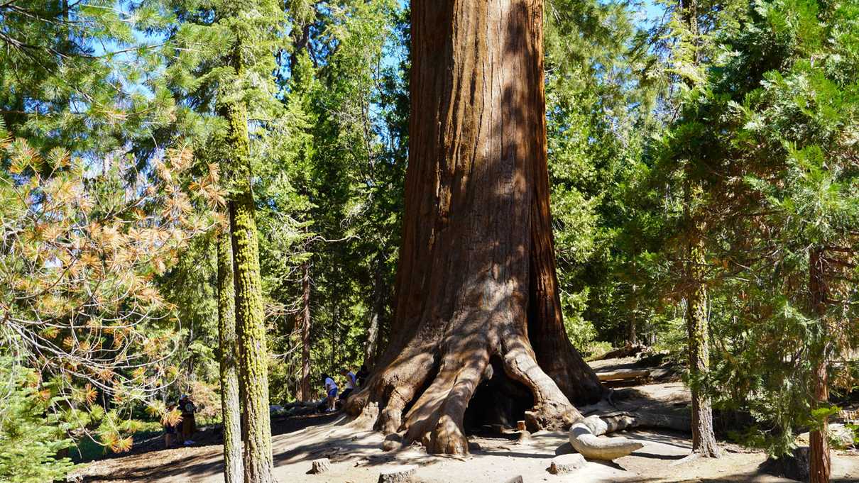 Small figures of people on left side of giant sequoia tree standing in forest