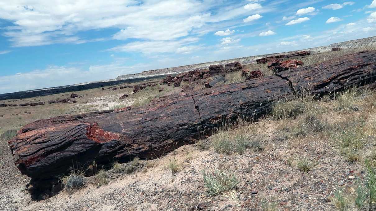 Some petrified wood off the Long Logs Trail at Petrified Forest National Park