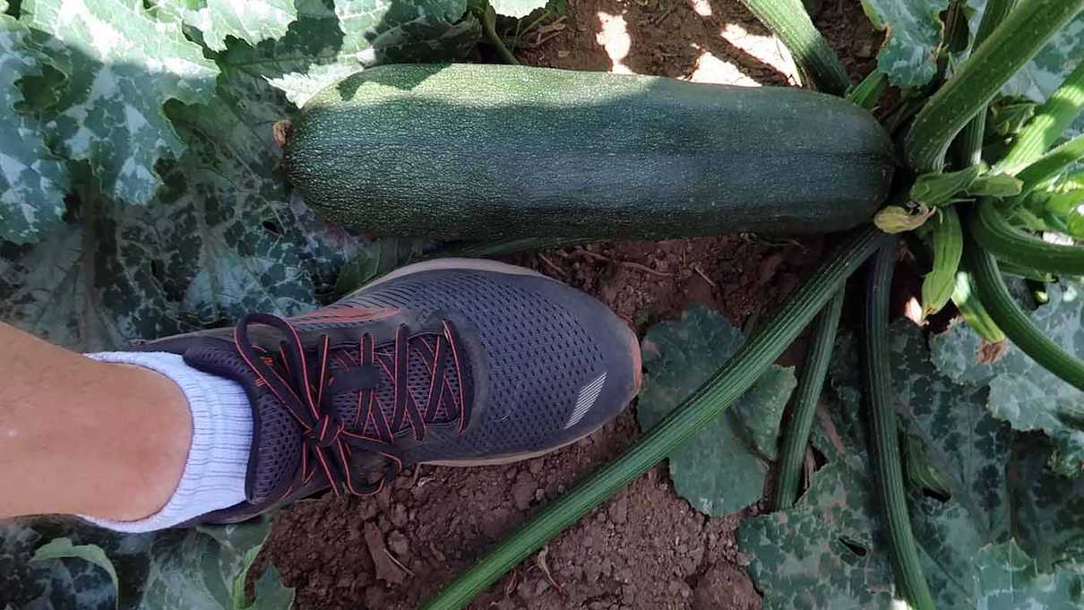 Shoe next to a large zucchini