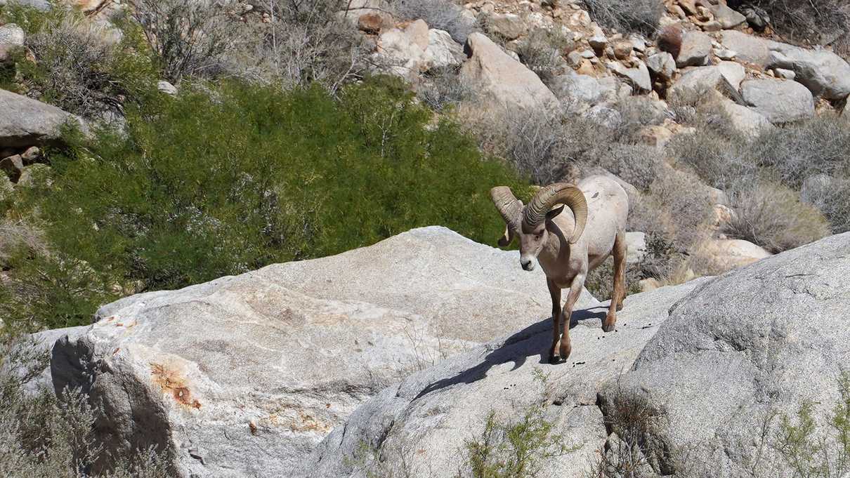 Desert bighorn sheep on rock