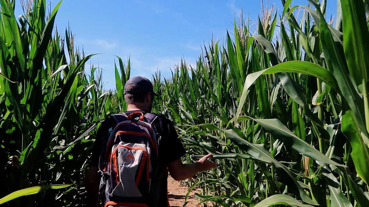 Backside of man walking through corn field