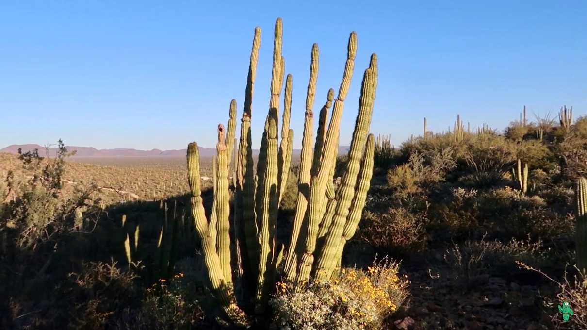 An organ pipe cactus at the crest of the final hill of the Desert View trail