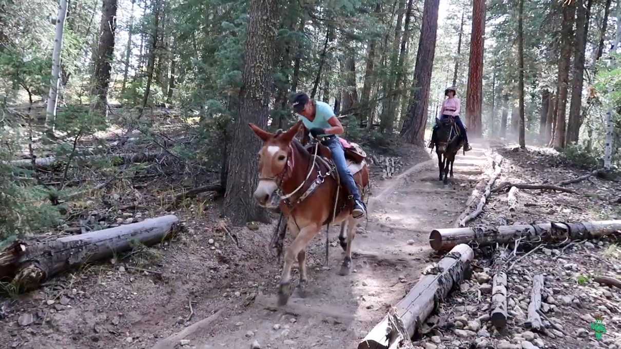 People riding mules on the Uncle Jim trail