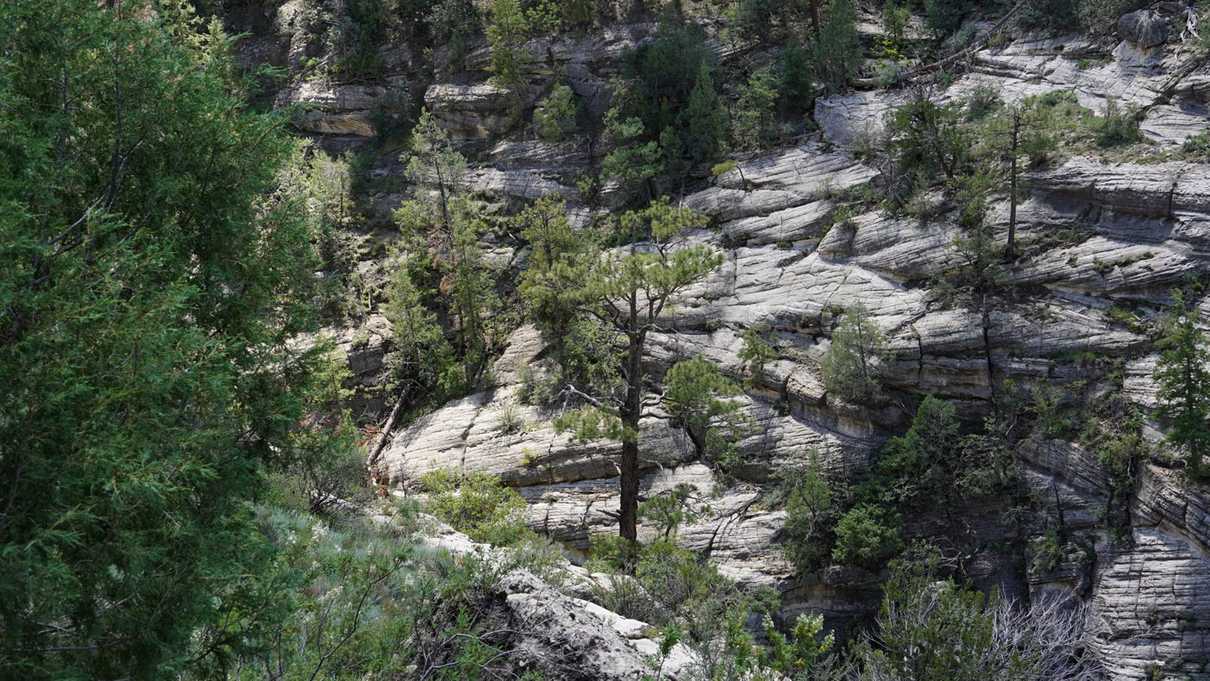 Criss-crossing of canyon rock face with trees growing from walls