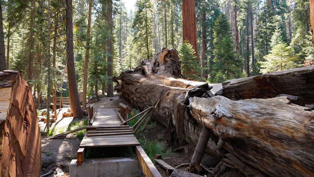 Wooden boardwalk leads beside giant fallen sequoia tree