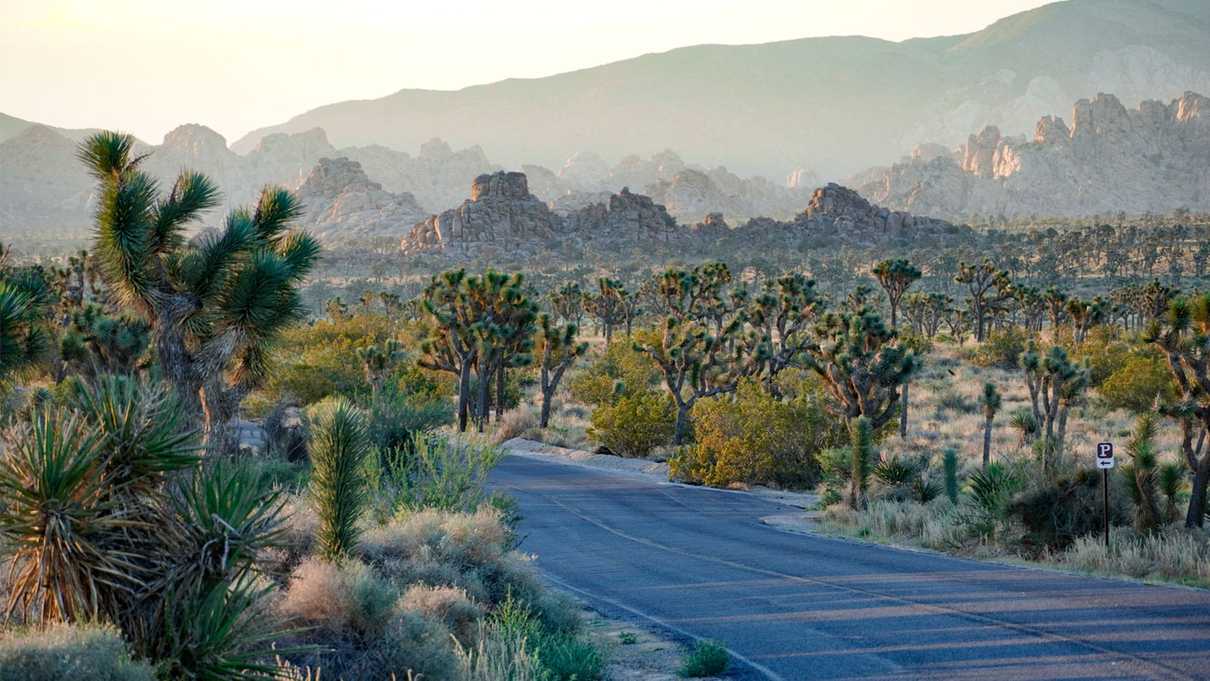 Paved road leads through a landscape of sunlit Joshua trees and jagged rocks