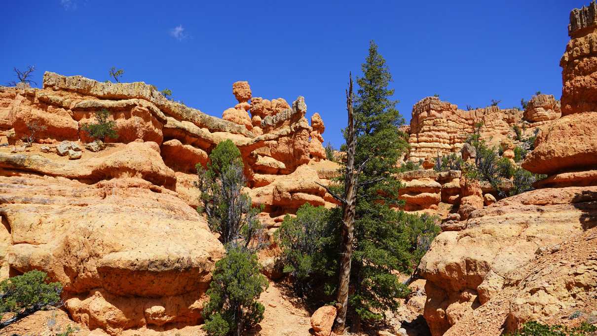 Walls of red rock canyon featuring hoodoos, green trees, and blue sky